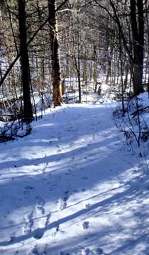 Balsam Mountain