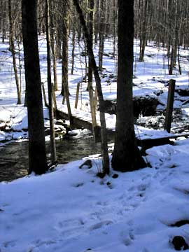 Balsam Mountain