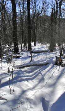 Balsam Mountain