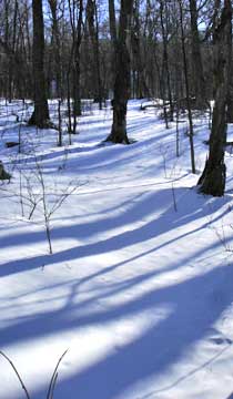 Balsam Mountain