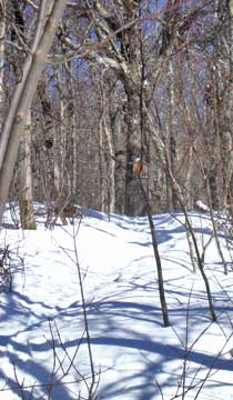 Balsam Mountain