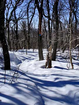 Balsam Mountain