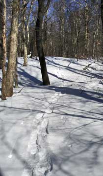 Balsam Mountain