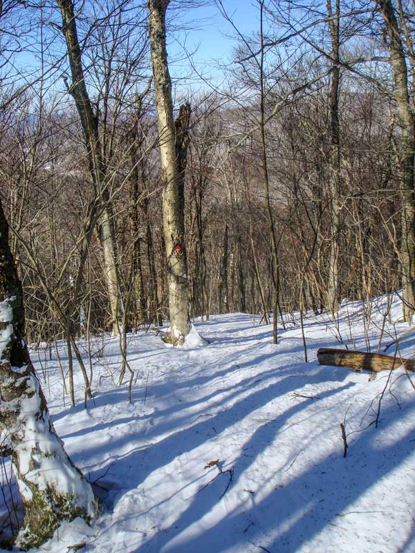 steep section of the western portion of the McKenley Hollow Trail below the summit of Balsam Mountain