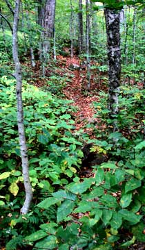 trail to Big Indian Mountain