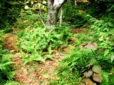 unmarked trail to the summit of Big Indian Mountain