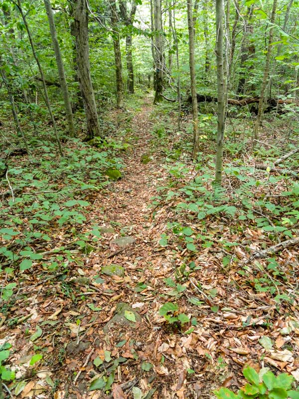 Pine Hill trail to Eagle Mountain