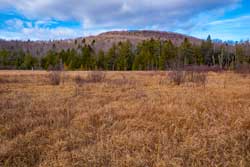Hidden Marsh in mountain top arboretum