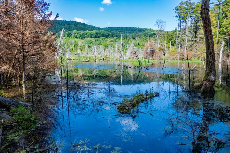 swamp off the Golden Birch Trail in the Deer Mountain Inn trail system.