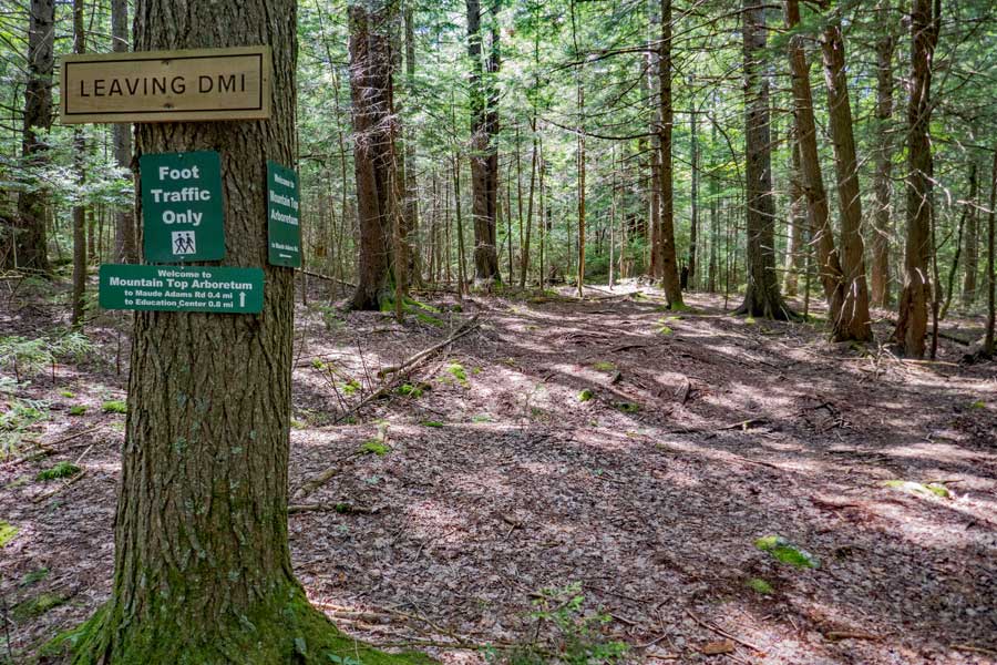 Leaving Golden Birch Trail for Spruce Trail