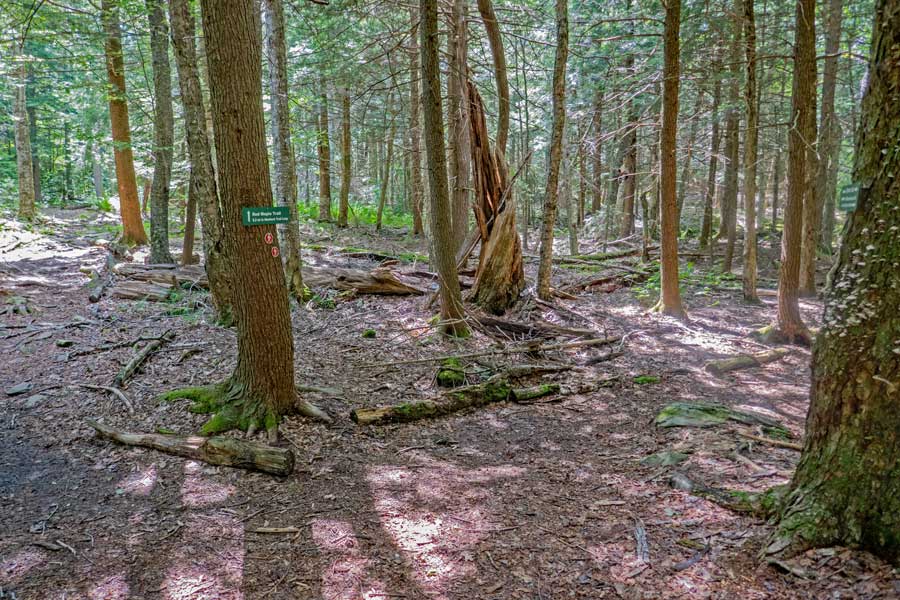 trail junction for the Red Maple Trail in the Mountain Top Arboretum trail system.