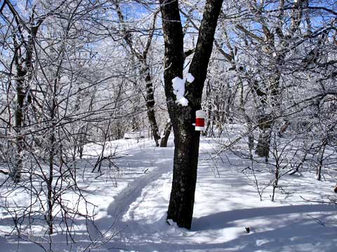 halcott mountain