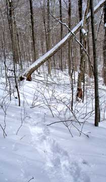 halcott mountain