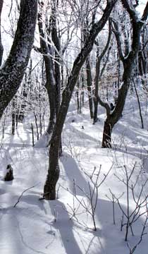 Halcott Mountain