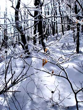 Halcott Mountain