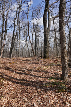 pass of condon hollow road and turk hollow road