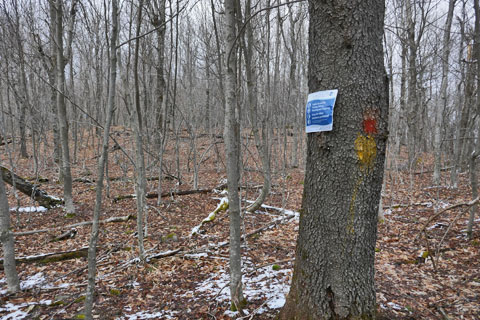vly and bearpen mountain