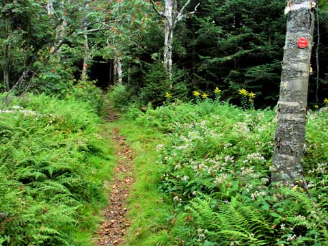 false trail to Leavitt's Peak or southwest hunter
