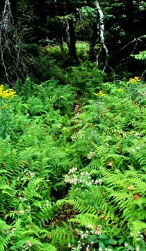 false trail to Leavitt's Peak or southwest hunter