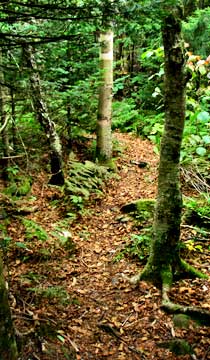 Leavitt's Peak