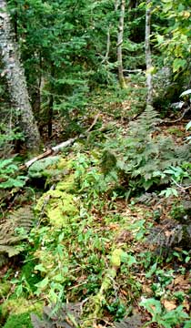 side trail on Leavitt's Peak