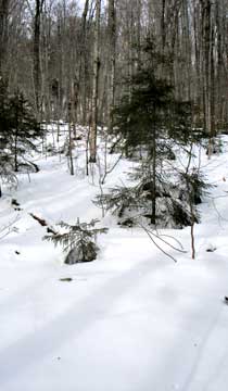 rusk mountain