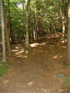 trail to scribner saw mill