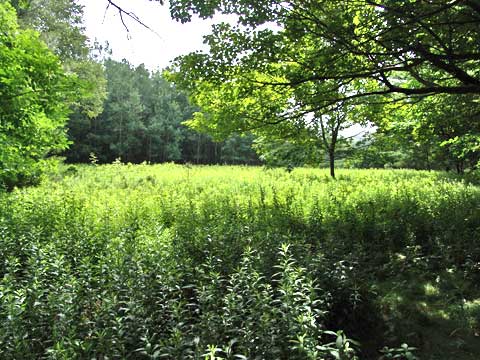 kaaterskill hotel site