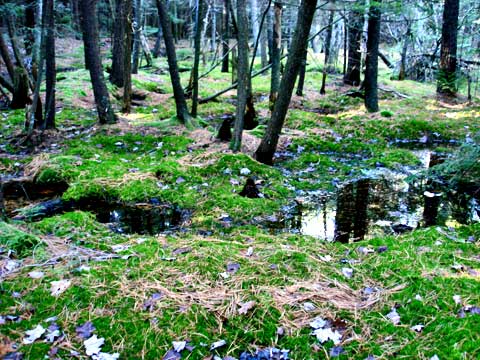 Pine Orchard Bog