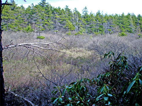 bog #308 by bad man's cave in the catskill mountains