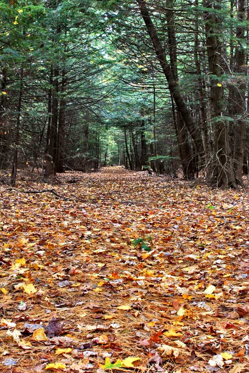 kaaterskill rail trail