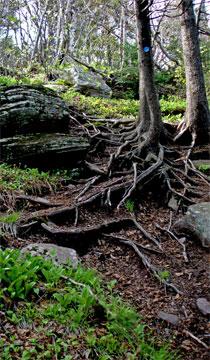 escarpment trail just south of stoppel point in the catskill mountains