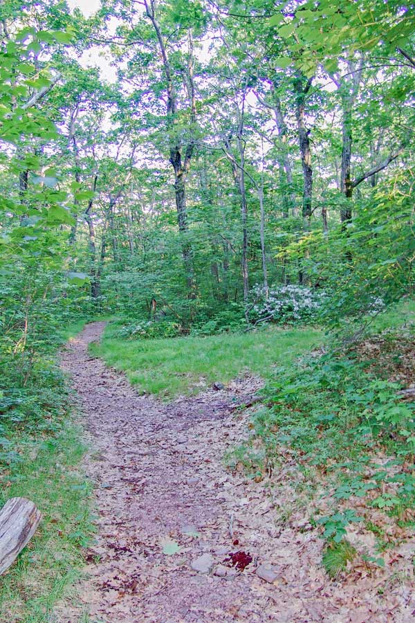 trail junction with an unofficial kaaterskill hotel trail