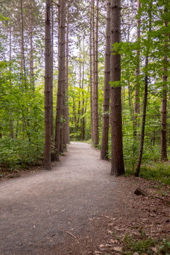 beginning of hike to kaaterskill falls and the escarpment trail