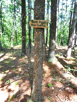 trail through the pitch pine forest from the trail at Winter Clove Inn