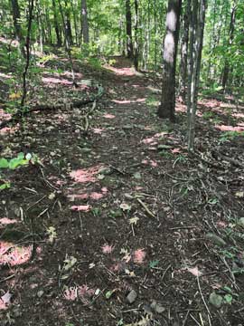 trail to Winter Clove Falls