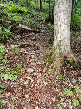 trail to North Mountain lookout #2