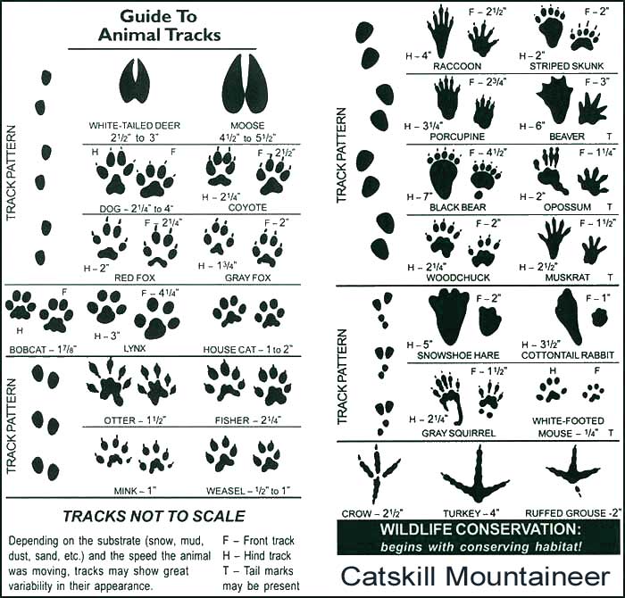 animal paw prints