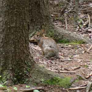 bobcat