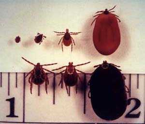 deer tick