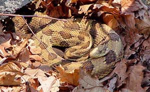 timber rattlesnake