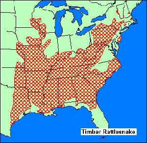 timber rattlesnake