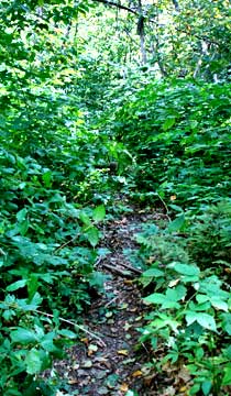 Graham Mountain
