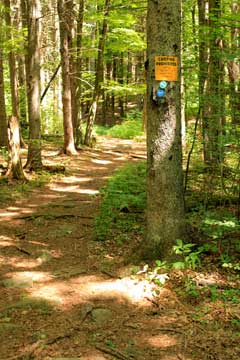 conifer forest on the trail to Windham High Peak