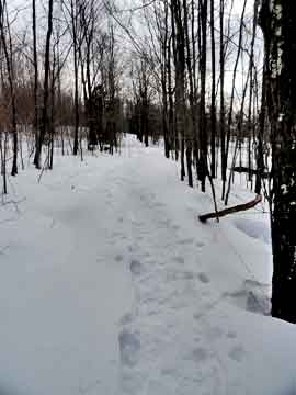 trail to camels hump