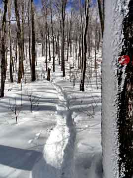 trail to camel's hump mountain in the catskill mountains