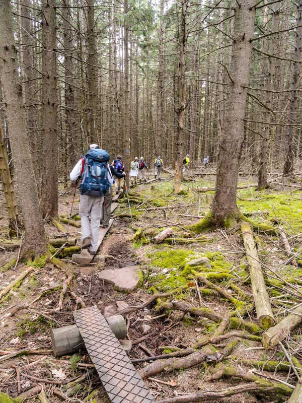 dense conifer forest of the west side of Windham High Peak