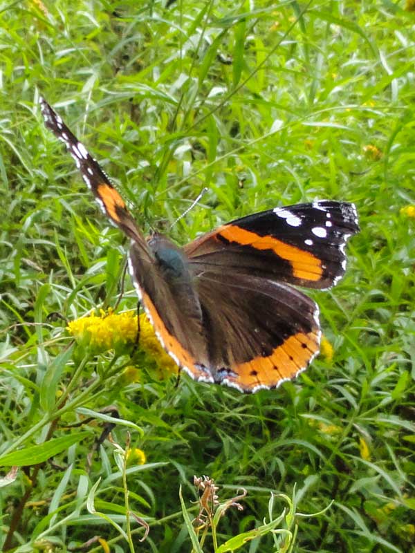 Red admiral butterflies near colgate lake