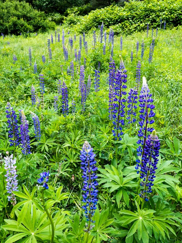 Mountain Lupine flower at Colgate Lake