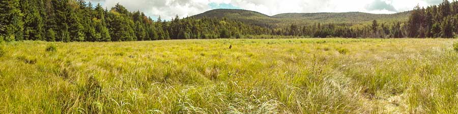 large bog on the trail from colgate lake to dutcher notch